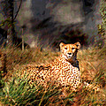 Cheetah by Steve Karol Cheetah by Steve Karol