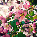 Cherry Blossom Photograph by Gwen Gibson Cherry Blossom Photograph by Gwen Gibson