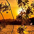 Cherry Blossom Sunset Photograph by Mitchell R Grosky Cherry Blossom Sunset Photograph by Mitchell R Grosky