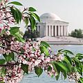 Cherry Blossoms and the Jefferson Memorial 2 Photograph by Mitchell R Grosky Cherry Blossoms and the Jefferson Memorial 2 Photograph by Mitchell R Grosky