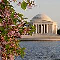 Cherry Blossoms and the Jefferson Memorial 3 Photograph by Mitchell R Grosky Cherry Blossoms and the Jefferson Memorial 3 Photograph by Mitchell R Grosky