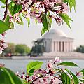 Cherry Blossoms and the Jefferson Memorial Photograph by Mitchell R Grosky Cherry Blossoms and the Jefferson Memorial Photograph by Mitchell R Grosky