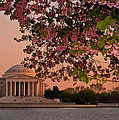 Cherry Blossoms Framing the Jefferson Memorial at Sunset Photograph by Mitchell R Grosky Cherry Blossoms Framing the Jefferson Memorial at Sunset Photograph by Mitchell R Grosky