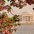 Cherry Blossoms Framing the Jefferson Memorial Photograph by Mitchell R Grosky Cherry Blossoms Framing the Jefferson Memorial Photograph by Mitchell R Grosky