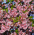 Cherry Blossoms in Our Nation's Capital Photograph by Mitchell R Grosky Cherry Blossoms in Our Nation's Capital Photograph by Mitchell R Grosky