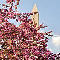 Cherry Trees and Washington Monument One Photograph by Mitchell R Grosky Cherry Trees and Washington Monument One Photograph by Mitchell R Grosky