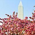 Cherry Trees and Washington Monument Two Photograph by Mitchell R Grosky Cherry Trees and Washington Monument Two Photograph by Mitchell R Grosky
