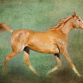 Chestnut Arabian Horse Trotting by Michelle Wrighton