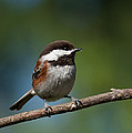 Chestnut Backed Chickadee Perched on a Branch Photograph by Jeff Goulden Chestnut Backed Chickadee Perched on a Branch Photograph by Jeff Goulden