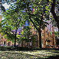 Chicago Morning in Water Tower Park Photograph by Frank J Casella Chicago Morning in Water Tower Park Photograph by Frank J Casella