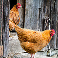 Chickens at the Barn by Edward Fielding Chickens at the Barn by Edward Fielding