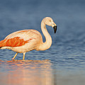 Chilean Flamingo Photograph by Ronald Kamphius Chilean Flamingo Photograph by Ronald Kamphius