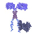 Chimeric Antigen Receptor, Illustration by Juan Gaertner Chimeric Antigen Receptor, Illustration by Juan Gaertner