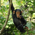 Chimpanzee Baby On Liana Gombe Stream Photograph by Thomas Marent Chimpanzee Baby On Liana Gombe Stream Photograph by Thomas Marent