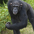 Chimpanzee Kenya by D. & E. Parer-Cook Chimpanzee Kenya by D. & E. Parer-Cook