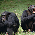 Chimpanzee Pair Interacting Gombe Stream Photograph by Gerry Ellis Chimpanzee Pair Interacting Gombe Stream Photograph by Gerry Ellis