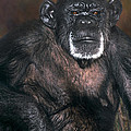 Chimpanzee Portrait Endangered Species Wildlife Rescue Photograph by Dave Welling Chimpanzee Portrait Endangered Species Wildlife Rescue Photograph by Dave Welling