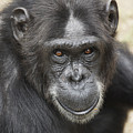 Chimpanzee Portrait Ol Pejeta Photograph by Hiroya Minakuchi Chimpanzee Portrait Ol Pejeta Photograph by Hiroya Minakuchi