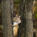 Chipmunk Peek A Boo Photograph by Christina Rollo Chipmunk Peek A Boo Photograph by Christina Rollo