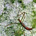Christmas Bug Photograph by Jennifer Robin Christmas Bug Photograph by Jennifer Robin