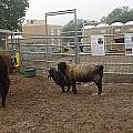 Christmas Petting Farm Photograph by Phyllis Spoor