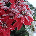 Christmas Poinsettia Flowers Photograph by Valerie Collins Christmas Poinsettia Flowers Photograph by Valerie Collins