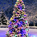 Christmas Tree In Snow by Elena Elisseeva Christmas Tree In Snow by Elena Elisseeva
