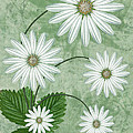 Cinco Digital Art by John Edwards Cinco Digital Art by John Edwards