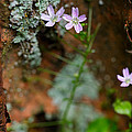 Claytonia And Rust by Rick Berk Claytonia And Rust by Rick Berk