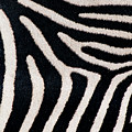 Close-up Of Greveys Zebra Stripes by Animal Images Close-up Of Greveys Zebra Stripes by Animal Images