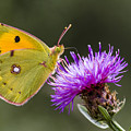 Clouded Yellow Butterfly Feeding Photograph by Alex Huizinga Clouded Yellow Butterfly Feeding Photograph by Alex Huizinga