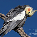 Cockatiel - Canberra - Australia Photograph by Steven Ralser Cockatiel - Canberra - Australia Photograph by Steven Ralser