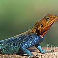 Colorful Awesomeness... Photograph by Nina Stavlund Colorful Awesomeness... Photograph by Nina Stavlund