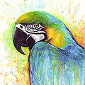 Macaw Watercolor Painting by Olga Shvartsur Macaw Watercolor Painting by Olga Shvartsur