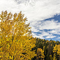 Colorful Changing Aspens - Divide Colorado by Brian Harig Colorful Changing Aspens - Divide Colorado by Brian Harig
