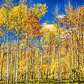 Colorful Colorado Autumn Aspen Trees Photograph by James BO Insogna Colorful Colorado Autumn Aspen Trees Photograph by James BO Insogna