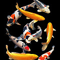 Colorful Japanese Koi Vertical by Gill Billington Colorful Japanese Koi Vertical by Gill Billington