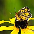 Colorful Landing Photograph by Gwen Gibson Colorful Landing Photograph by Gwen Gibson