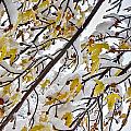 Colorful Maple Tree Branches In The Snow 3 Photograph by James BO Insogna Colorful Maple Tree Branches In The Snow 3 Photograph by James BO Insogna