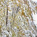 Colorful Maple Tree In The Snow Photograph by James BO Insogna Colorful Maple Tree In The Snow Photograph by James BO Insogna