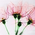 Colorized X-ray Of Roses Photograph by Scott Camazine Colorized X-ray Of Roses Photograph by Scott Camazine