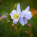 Columbine Photograph by Darren White Columbine Photograph by Darren White