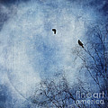 Come Fly With Me by Priska Wettstein Come Fly With Me by Priska Wettstein