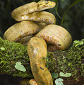 Common Tree Boa -yellow Morph Photograph by Pete Oxford Common Tree Boa -yellow Morph Photograph by Pete Oxford