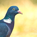 Common Wood Pigeon Photograph by Torbjorn Swenelius Common Wood Pigeon Photograph by Torbjorn Swenelius