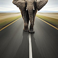 Heavy Duty Transport / Travel By Road by Johan Swanepoel Heavy Duty Transport / Travel By Road by Johan Swanepoel