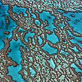 Coral On Hardy Reef Australia by Ingo Arndt Coral On Hardy Reef Australia by Ingo Arndt