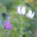Cosmo Lite Photograph by Theresa Tahara Cosmo Lite Photograph by Theresa Tahara