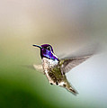 Costa's Hummingbird in Flight Photograph by Onyonet Photo Studios Costa's Hummingbird in Flight Photograph by Onyonet Photo Studios