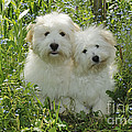 Coton De Tulear Dogs Photograph by John Daniels Coton De Tulear Dogs Photograph by John Daniels